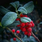 The Living Forest (439) : Holly 