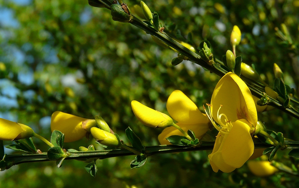 The Living Forest (44) : Common Broom