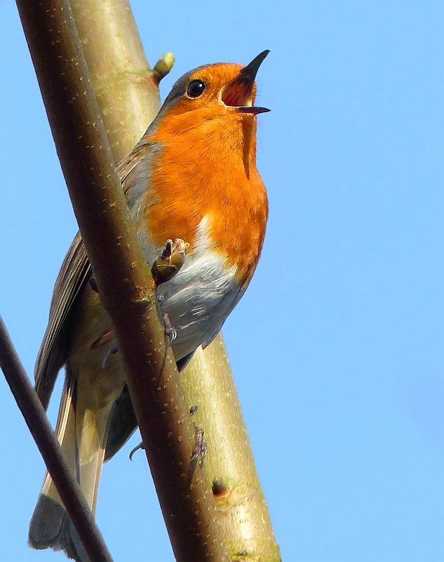 The Living Forest (441) : Robin