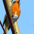 The Living Forest (441) : Robin