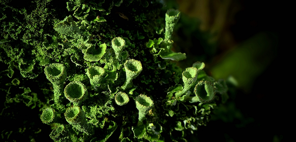 The Living Forest (442) : Trumpet Lichen