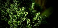 The Living Forest (442) : Trumpet Lichen