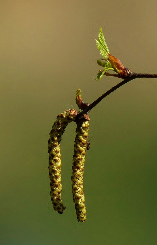 The Living Forest (443) : Hazel Catkins 