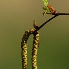 The Living Forest (443) : Hazel Catkins 