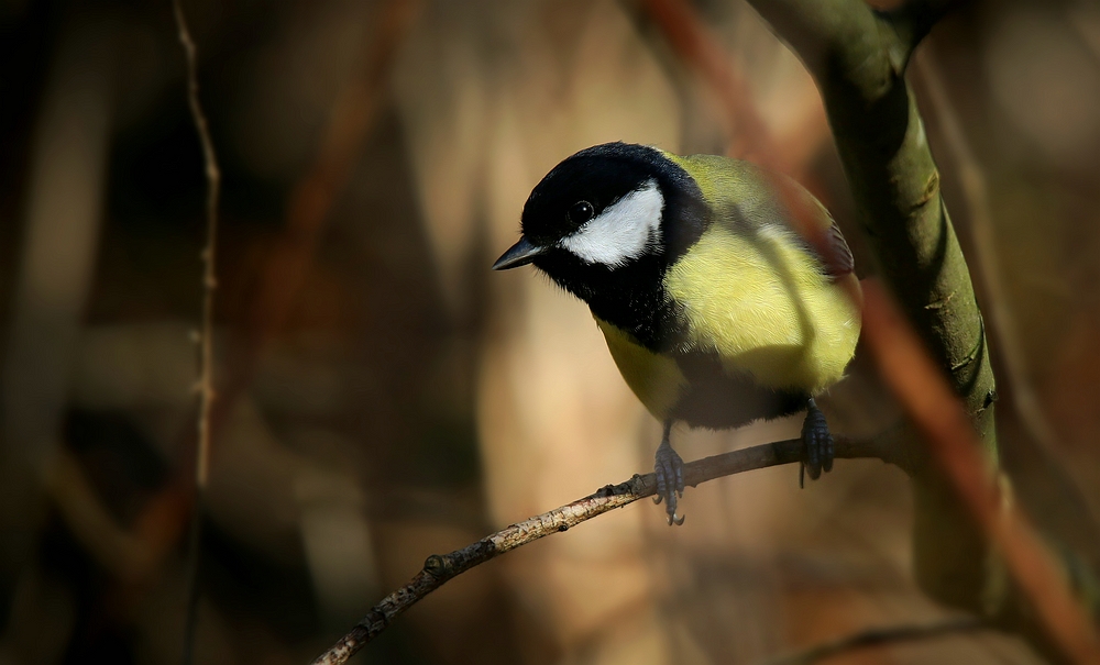 The Living Forest (444) : Great Tit