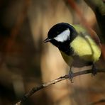 The Living Forest (444) : Great Tit