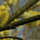 The Living Forest (445) : Willow Catkins