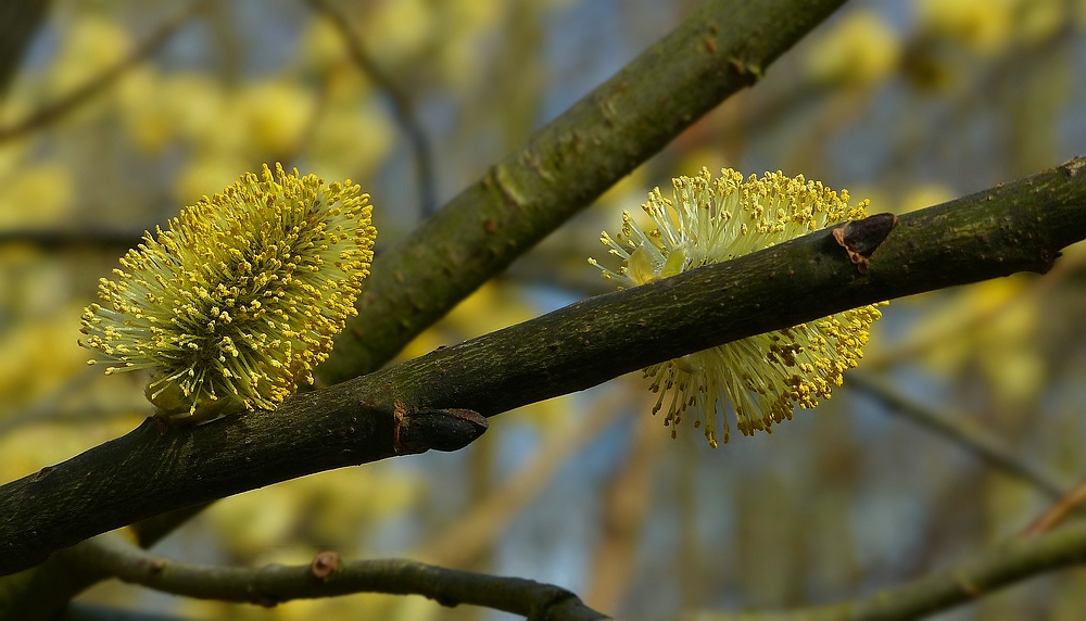 The Living Forest (445) : Willow Catkins