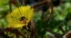 The Living Forest (446) : Coltsfoot