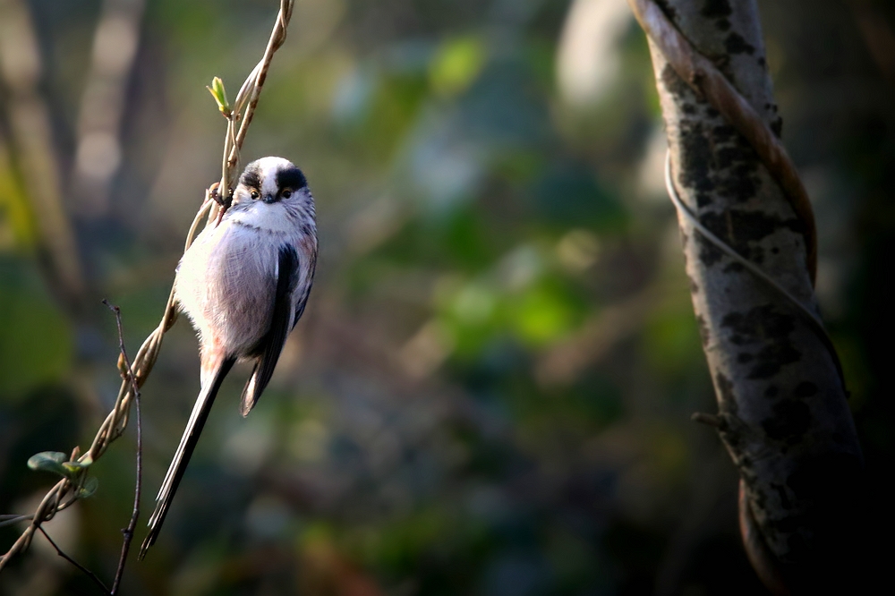 The Living Forest (447) : Long-tailed Tit