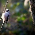 The Living Forest (447) : Long-tailed Tit