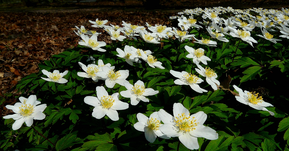 The Living Forest (449) : A carpet of Wood Anemones