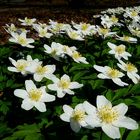 The Living Forest (449) : A carpet of Wood Anemones