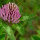 The Living Forest (45) : Red Clover