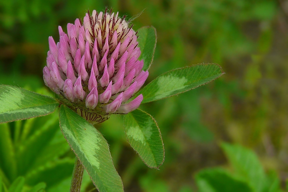 The Living Forest (45) : Red Clover