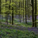 The Living Forest (450) : A sea of Bluebells