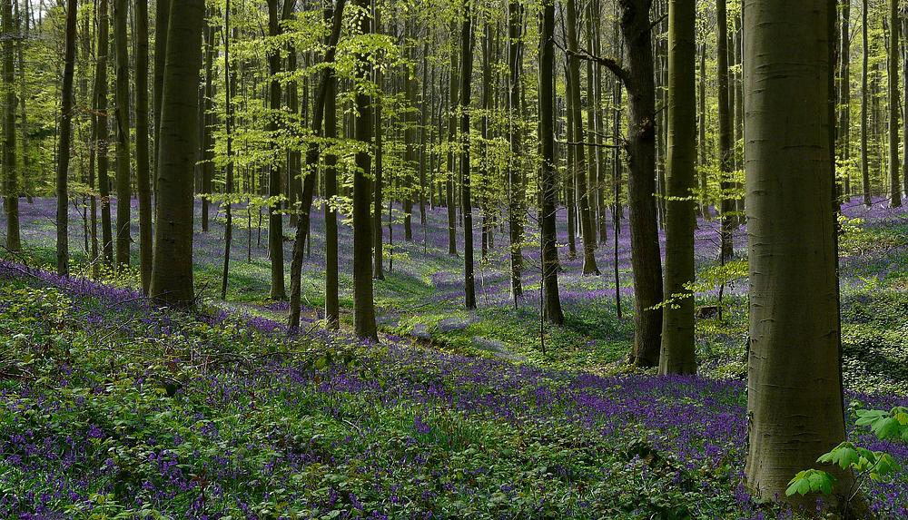 The Living Forest (450) : A sea of Bluebells