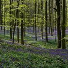 The Living Forest (450) : A sea of Bluebells