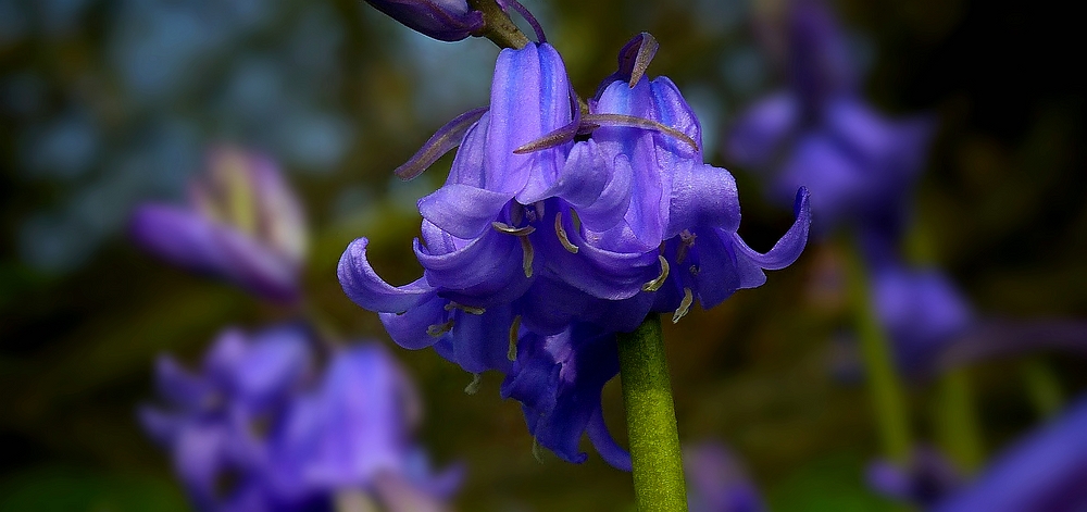 The Living Forest (451) : Bluebells
