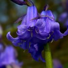 The Living Forest (451) : Bluebells