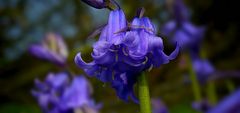 The Living Forest (451) : Bluebells