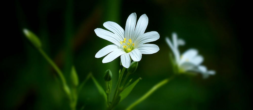 The Living Forest (452) : Greater Stitchwort 