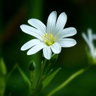 The Living Forest (452) : Greater Stitchwort 