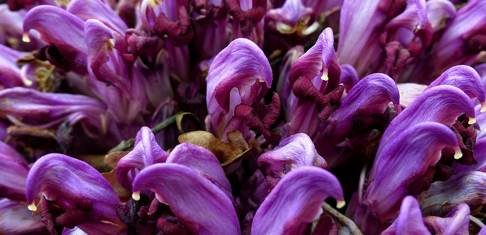 The Living Forest (453) : Purple Toothwort