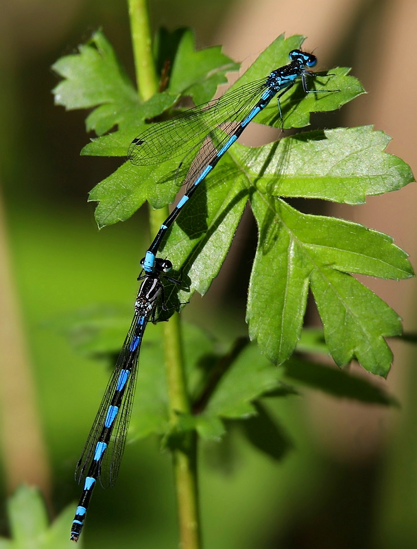 The Living Forest (454) : Variable Damselfly 