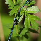 The Living Forest (454) : Variable Damselfly 