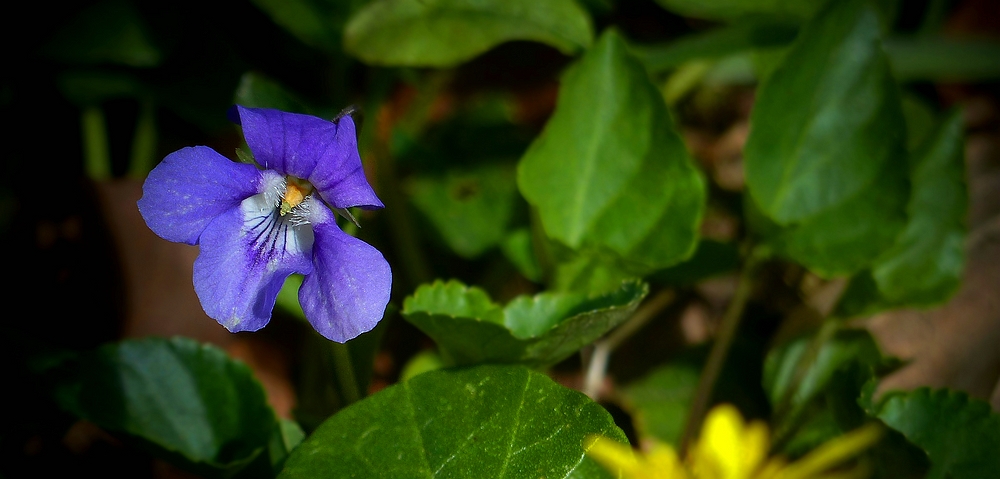 The Living Forest (456) : Common Dog-violet