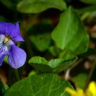 The Living Forest (456) : Common Dog-violet