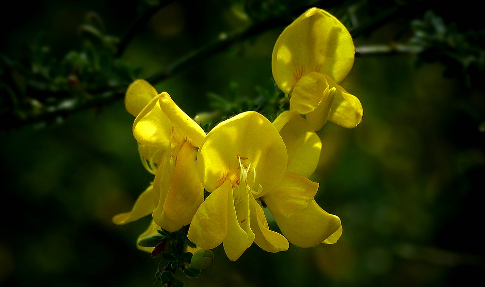 The Living Forest (457) : Broom