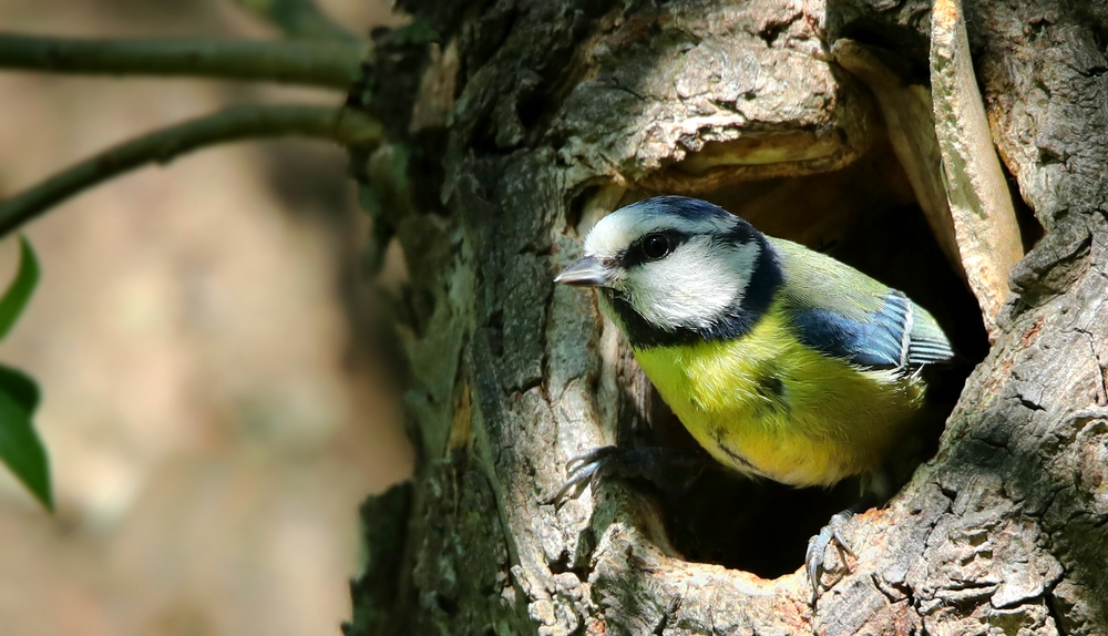 The Living Forest (458) : Blue Tit