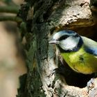 The Living Forest (458) : Blue Tit