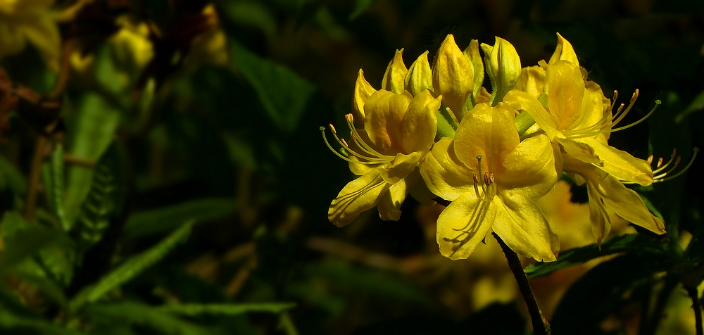 The Living Forest (459) : Honeysuckle Azalea  