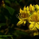 The Living Forest (459) : Honeysuckle Azalea  