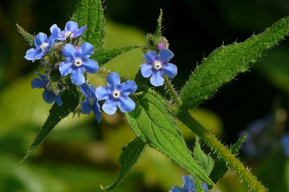 The Living Forest (46) : Forget-Me-Not