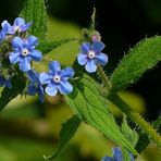 The Living Forest (46) : Forget-Me-Not