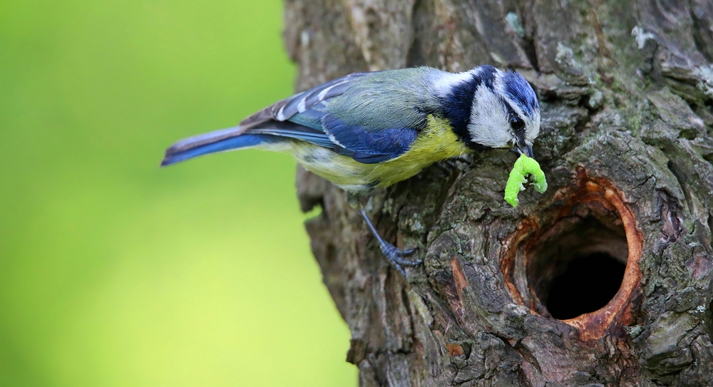 The Living Forest (460) : Blue Tit 