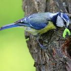 The Living Forest (460) : Blue Tit 