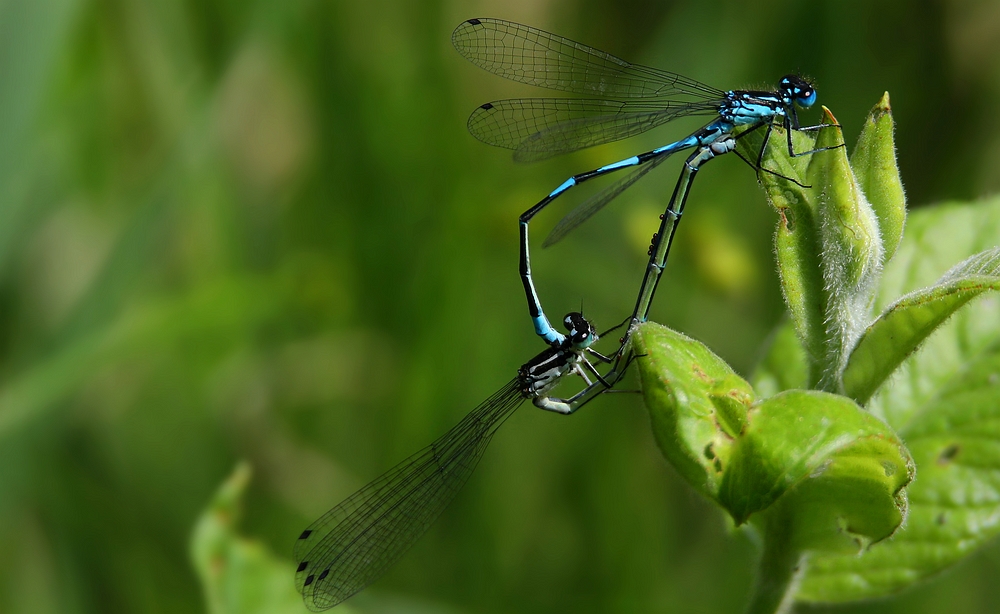 The Living Forest (461) : mating Variable Damselflies