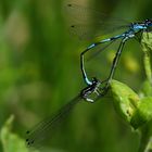 The Living Forest (461) : mating Variable Damselflies