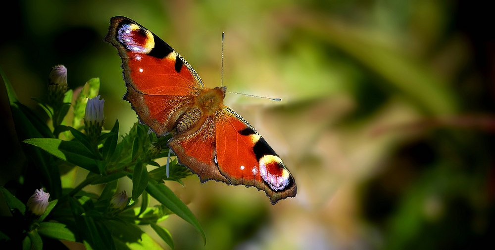 The Living Forest (462) : European Peacock