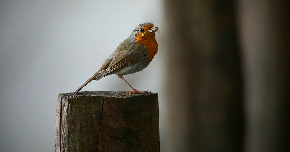 The Living Forest (463) : Robin