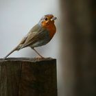 The Living Forest (463) : Robin