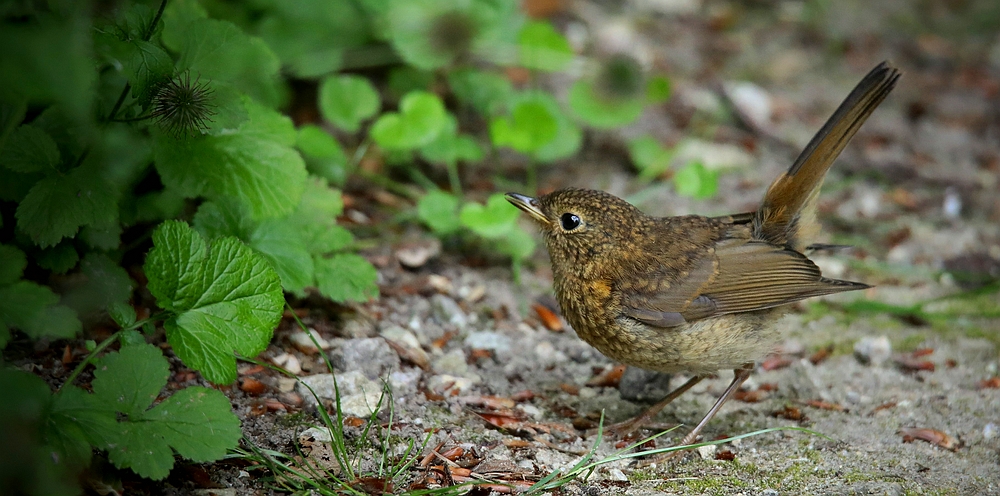 The Living Forest (464) : juvenile Robin