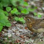 The Living Forest (464) : juvenile Robin