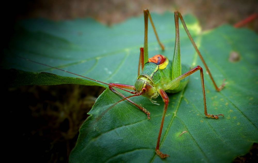 The Living Forest (465) : Long-horned Grasshopper