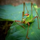 The Living Forest (465) : Long-horned Grasshopper